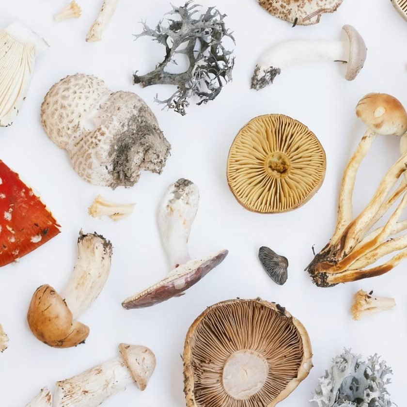 Montreal Has a Mushroom Problem — And We’re Not Complaining